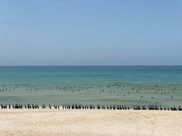 Socotra Cormorants on beach at Musandam