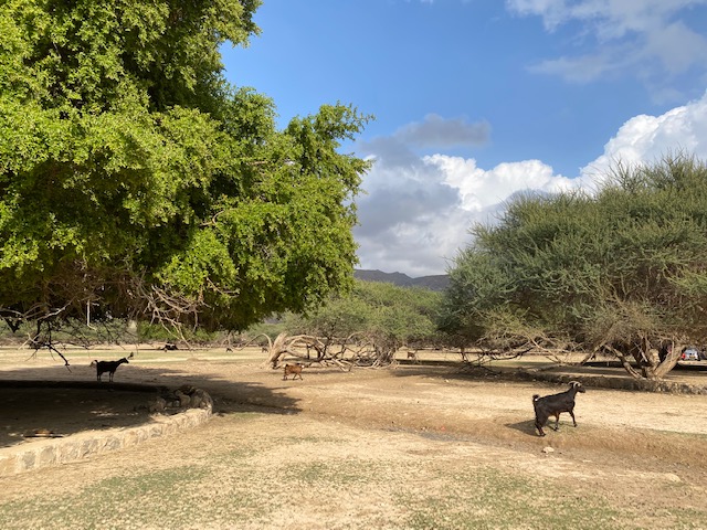 Acacia Forest Musandam