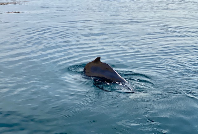dolphins at Musandam