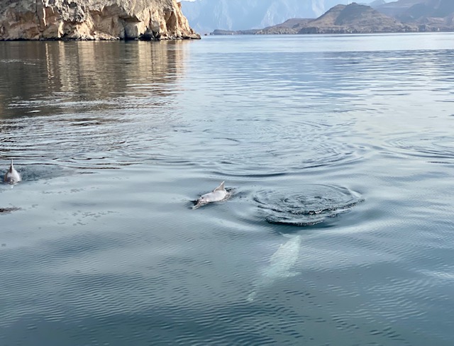 dolphins at Musandam