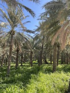 Al Hamra farms, Oman