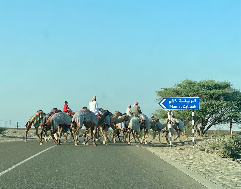 camels crossing the road oman going to Sohar