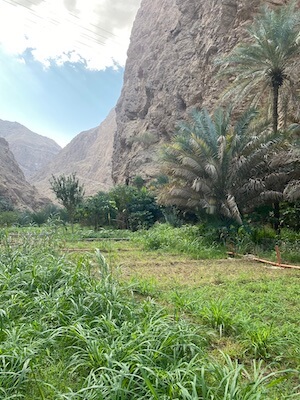 farms at wadi shab oasis oman