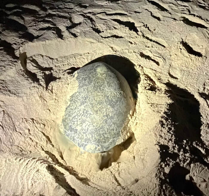 turtle laying eggs at ras al jinz beach oman