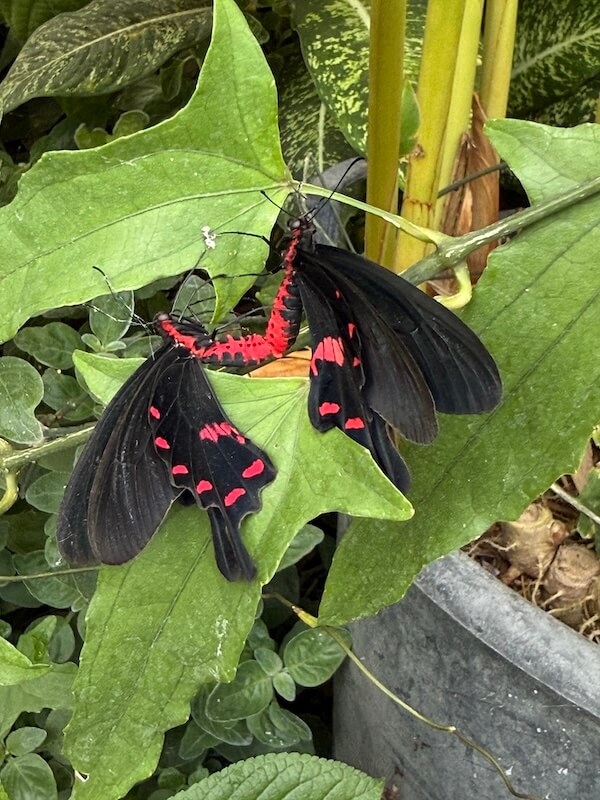 Two black butterflies with vibrant red markings and red bodies are mating while clinging to large green leaves in a dense tropical garden.