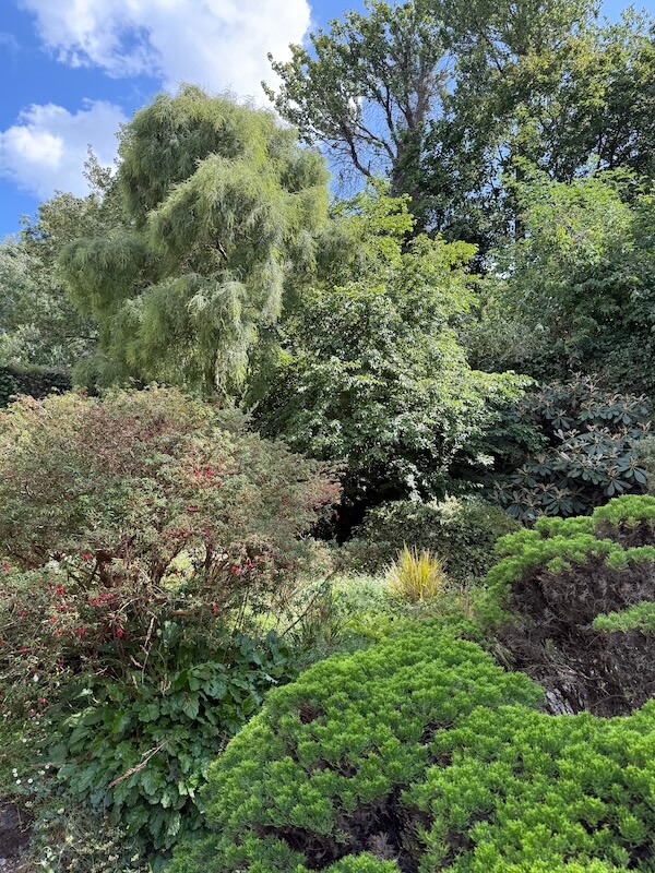 A vibrant botanical garden scene features a mix of shrubs, flowering plants, and tall trees, with sunlight filtering through the foliage on a clear, blue-skied day.