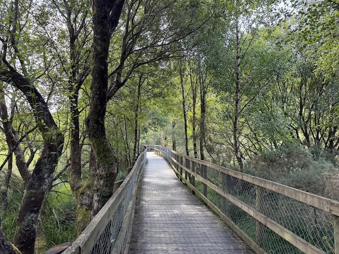 A wooden boardwalk with railings stretches through a forest, surrounded by tall slender trees and green undergrowth in dappled sunlight.