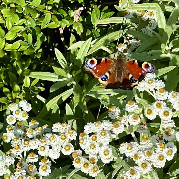 A red peacock butterfly with striking eye-like patterns on its wings rests on green foliage above clusters of small white flowers with yellow centres.