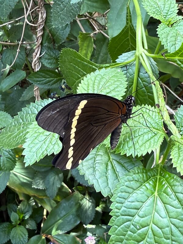 A black butterfly with a single row of pale yellow spots on its wings rests on textured green leaves in a shaded garden setting.