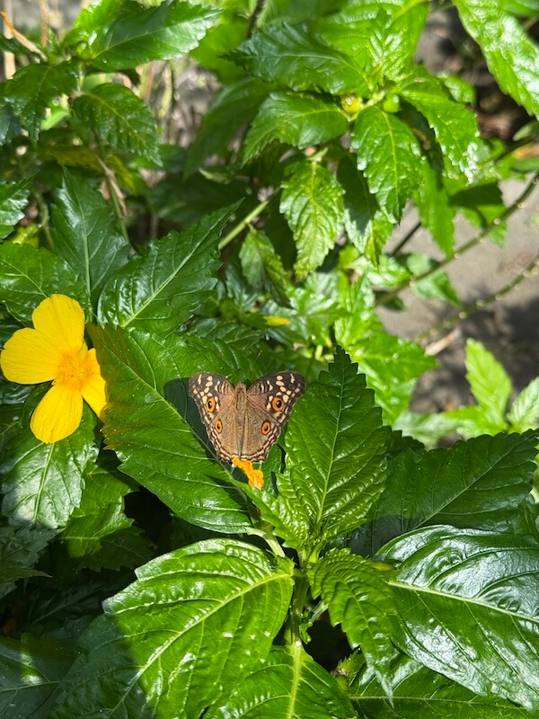 A brown butterfly with orange-ringed eye spots on its wings perches on a bright yellow flower, surrounded by glossy green foliage.