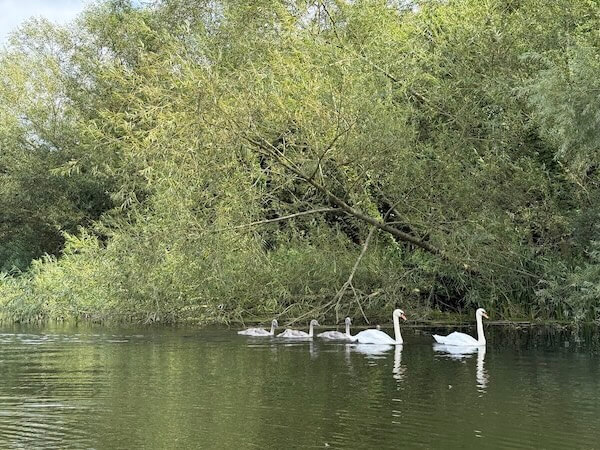 Two adult swans glide on calm water with several cygnets following behind, near overhanging green trees.