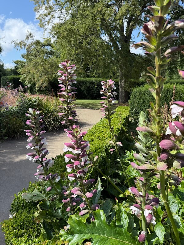 Tall flowering spikes of Acanthus plants with purple and white blossoms rise from glossy green foliage along a neatly edged garden path. In the background, manicured hedges, ornamental grasses, and large shade trees create a serene, sunlit park setting.
