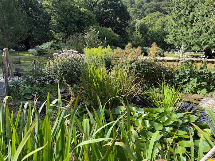 A lush garden scene with tall grasses, flowering shrubs, and water plants surrounds a small pond, with trees and hills in the background.