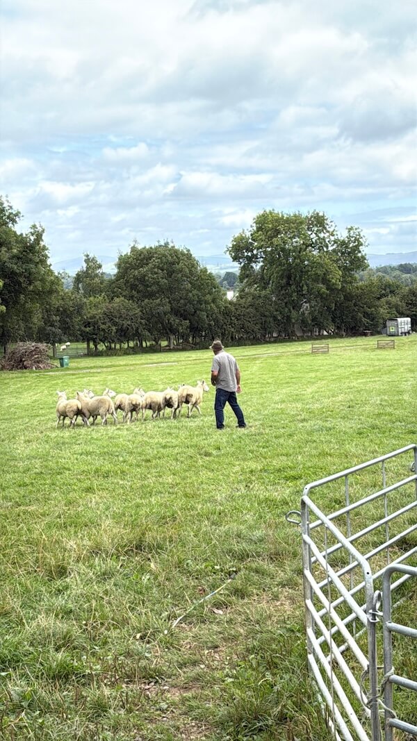 A farmer walks across a grassy field guiding a small flock of sheep, with rolling hills and trees in the distance under a cloudy sky.