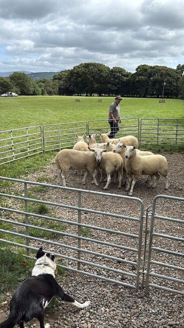 A farmer stands inside a metal pen with a group of sheep clustered together, while a black and white sheepdog crouches outside the gate, ready to assist in herding.