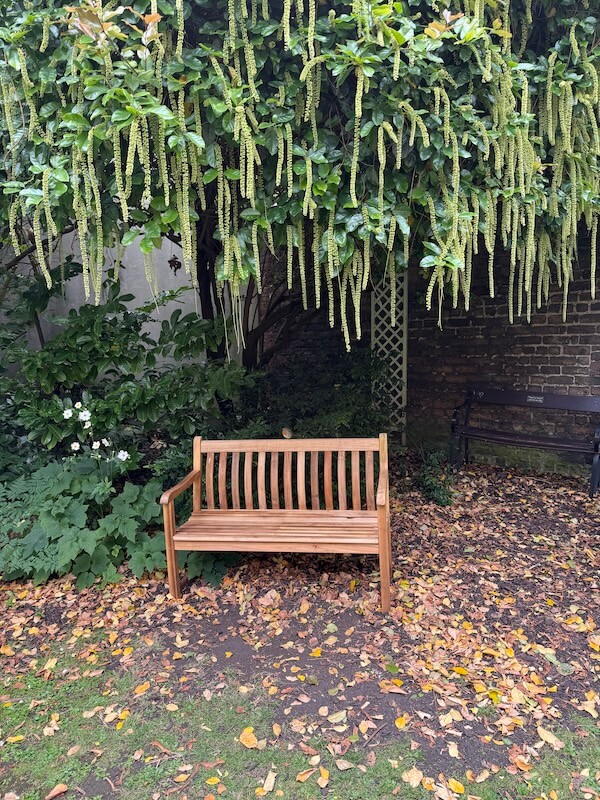 Wooden bench under a lush tree draped with long green catkins in a secluded garden corner, with fallen leaves scattered across the grass and a brick wall in the background.