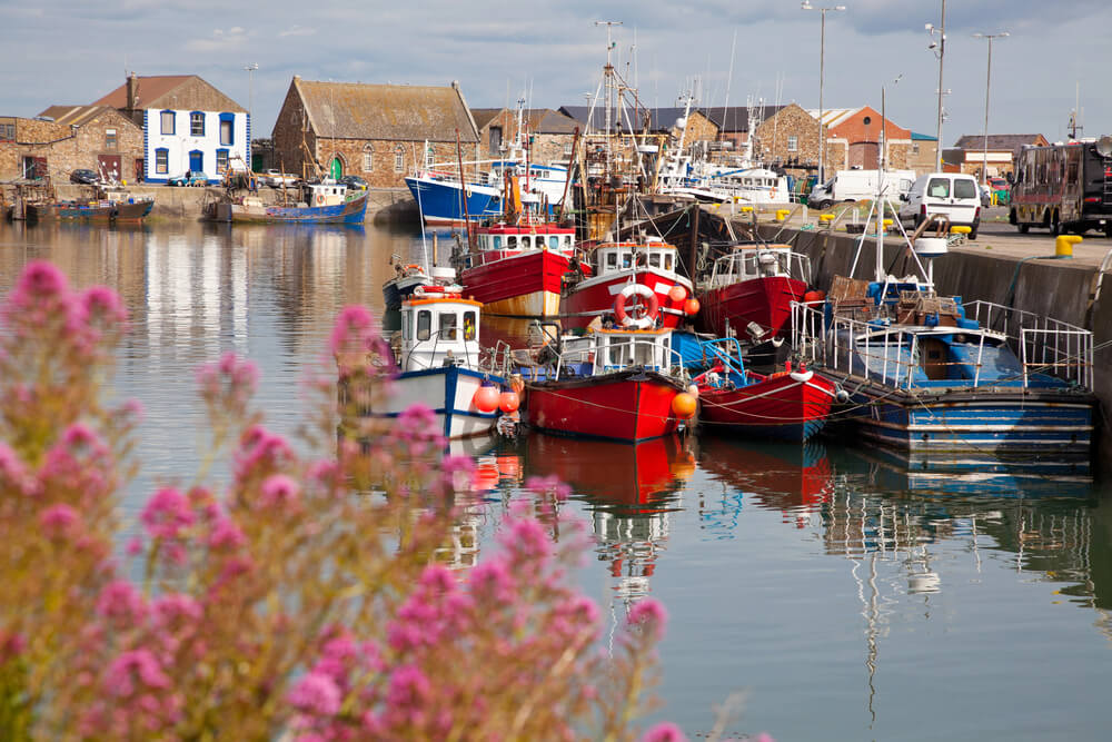 Small fishing boats in bright red and blue are moored in a calm harbour, reflecting in the still water beside a stone quay lined with vans and equipment. In the foreground, pink wildflowers blur into view, adding a pop of colour against the backdrop of rustic stone buildings.