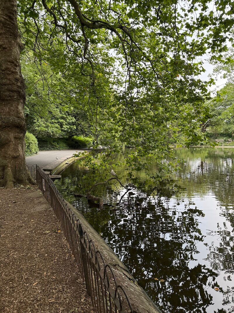 A peaceful pond in St. Stephen’s Green, Dublin, surrounded by leafy trees. A seagull perches on a low-hanging branch above the still water, with a path and iron railing visible to the left.