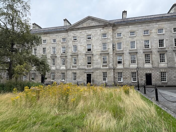 A stately stone building at Trinity College Dublin framed by a patch of tall grass and yellow wildflowers, with classic sash windows and a pedimented roof.