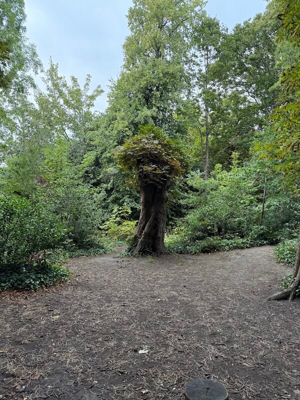Natural woodland area within Iveagh Gardens featuring a gnarled, hollow tree at a fork in a dirt path, surrounded by dense green foliage and undergrowth.